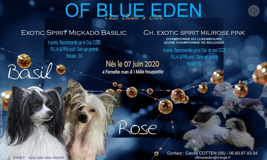 of Blue Eden - Chien chinois à crête - Portée née le 07/06/2020